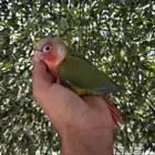 فرخ كنيور اليف و هدد و بدايه انفطام