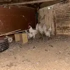 دجاج عربي ابيض ترثه سيافي