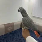 للبيع كاسكو كونغو أفريقي
