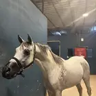 الخيل شعبي شيخخ
