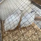 سمان تيكساس