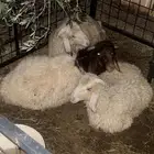 خرفان