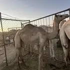 بكار
