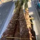 نخل واشنطني متواجد بحائل