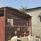 شبك حمام 4في3