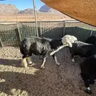 فحووول