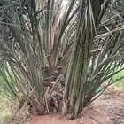 للبيع فروخ وجثايث نخيل