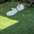 زوج أرانب للبيع