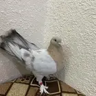 انثى منقا
