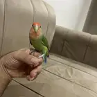 روز تربيه