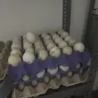 بيض بط بلدي مخصب للفقاسة