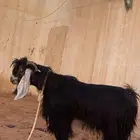 البيع تيس طيب ثني
