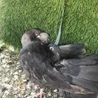 حمام  شماسي