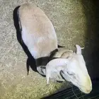 طلي رفيدي مغلق
