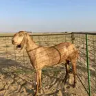 عنز كشميرية ( تم البيع )