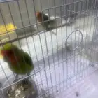 ببغاء روز