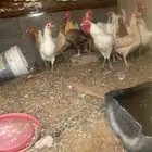 السلام عليكم لبيع عشر دجاج وديكين على السوم شرط بيض وصحه