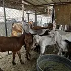 معزى للبيع