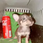 Chihuahua Tiny Size Puppies