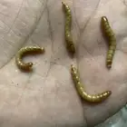 دود قبابي حي