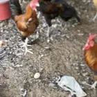 دجاج بلدي بشاير توه يبيض