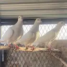 حمام فرنسي سوبر جامبو