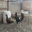 دجاجه مفرخه باكستانيه