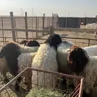 ذبايح طليان تمايم طيبه