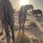 حاشي لاباني