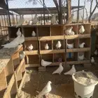 حمام سوبر دبل جانبو
