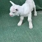 ماعز قزم