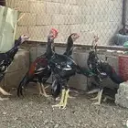 ديكه سنود نسل غبشان