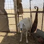 نعجه مضرع