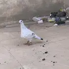 حمام