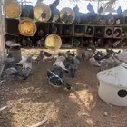 للبيع حمام زاجل مع سلفر مع عادي