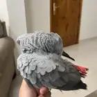 كاسكو اليف جدا  جدا  مايعض ابدا