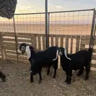 معزاء مضاريع