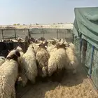 نعيم جبر ناهي فاخر وهرافي وحريات جبر ناهي وهرافي