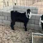 تيوس