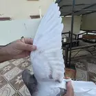 انثى زاجل سباق فخمه