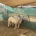 ذبائح حري طليان ورخال وتيوس يوجد ذبح وتوصيل حسب الطلب