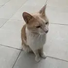 قطو تبني