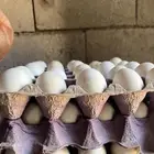 بيض بلدي جمع يومي مخصب وطازج