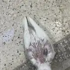 فروخ كروبان هافي بايد و بصمهات ( تم البيع )