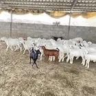 بهم وعرس كففو من المراح ومن حلالي