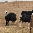 شياه نجد
