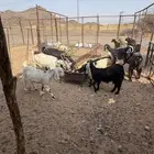 معزا