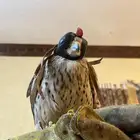 باشق بدون أغراض