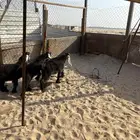 ذبايح تيوس ونعيم وحري