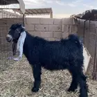 تيس طيب